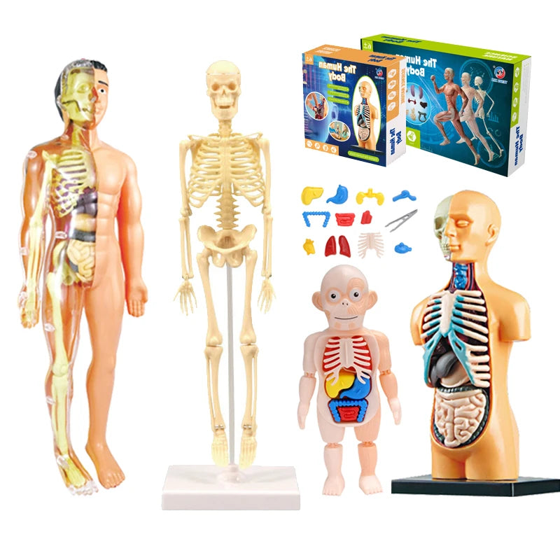 3D Human Body Torso Model Educational Assembly Learning DIY Toys Human Body Organ Teaching Tools Early Learning Toy for Children