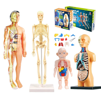 3D Human Body Torso Model Educational Assembly Learning DIY Toys Human Body Organ Teaching Tools Early Learning Toy for Children